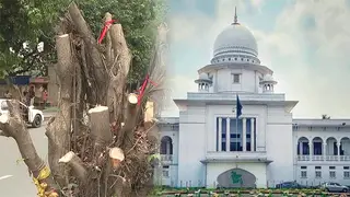 গাছ কাটার অপরাধে মামলা নেই, তলবের আদেশে সীমাবদ্ধ আদালত